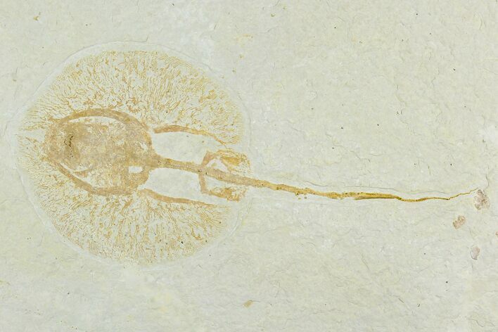 Fossil Juvenile Stingray (Heliobatis) - Wyoming #129246